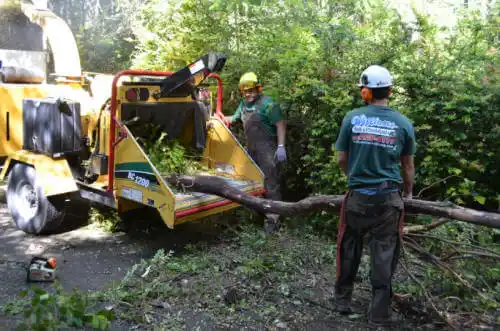 tree services Pine Valley